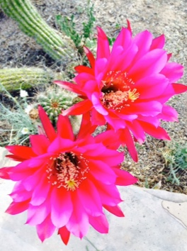 Bright pink cactus flowers in the desert